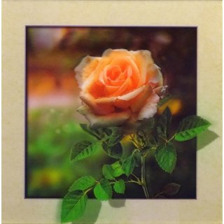 3-D Bild Rose